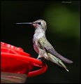 _3SB7786 rufous hummingbird female